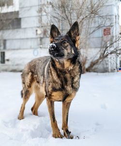 Portrait of dog on snow covered land