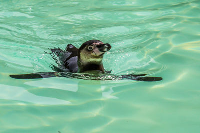 View of turtle swimming in sea