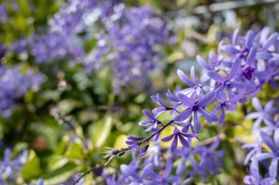 Close-up of purple flowering plant