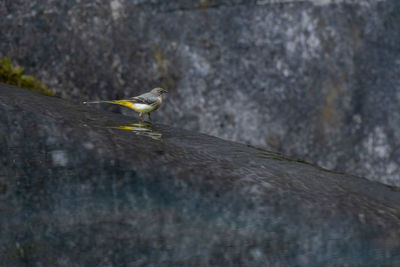 A grey wagtail, motacilla cinerea walking in the water at a weir with reflection in the uk.