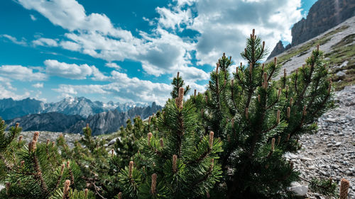 Pine trees against sky