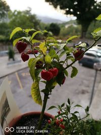 Close-up of plant with water drops