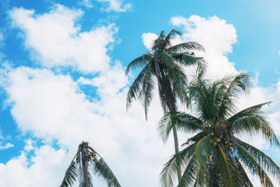 Low angle view of palm trees against sky