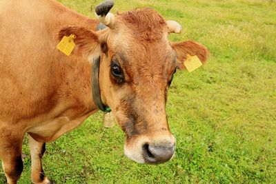 Close-up of cow