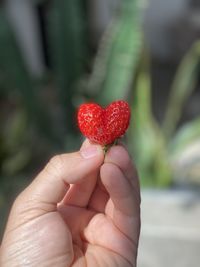 Cropped image of hand holding strawberry