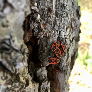 Close-up of butterfly on tree trunk