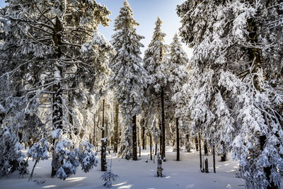 Snow covered trees in forest