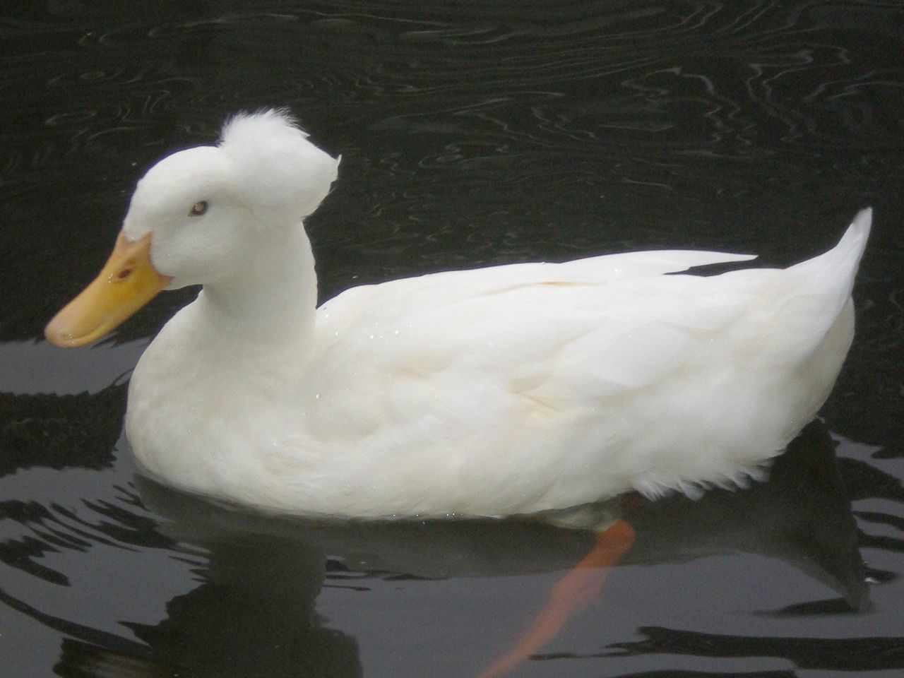 animal themes, bird, white color, animals in the wild, wildlife, swan, one animal, beak, white, lake, nature, side view, water, duck, high angle view, swimming, close-up, water bird, two animals, zoology