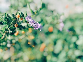 Close-up of purple flowering plant