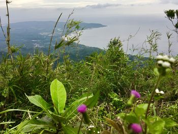 Close-up of plants against sea