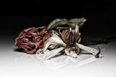 Close-up of dried flowers on table