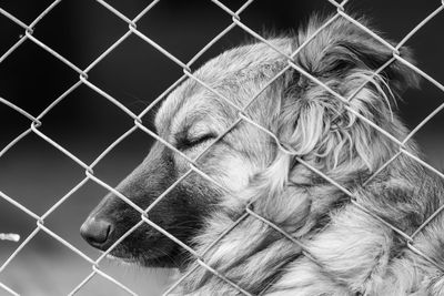 Close-up of dog in cage at zoo