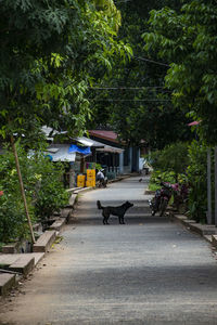 View of a horse cart