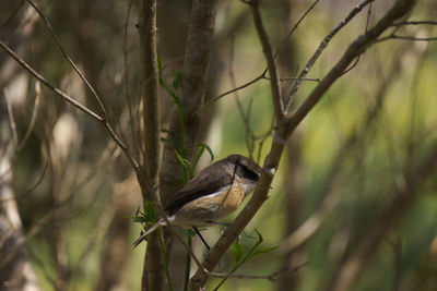 Close-up of bird perching on tree