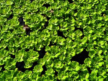 High angle view of leaves floating on water