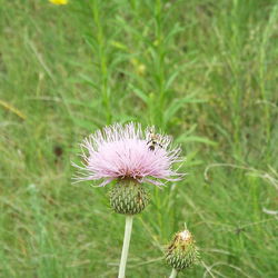 Close-up of dandelion blooming in field