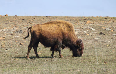 Side view of lion walking on field