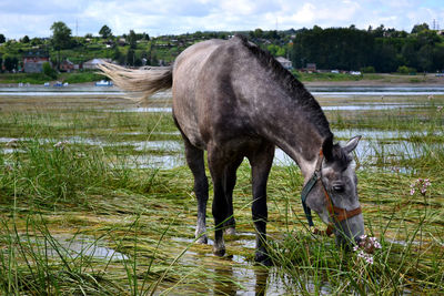 Horse grazing at riverbank