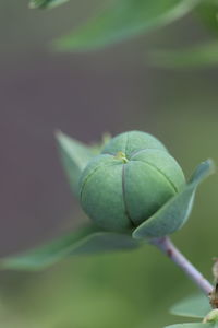 Close-up of flower bud