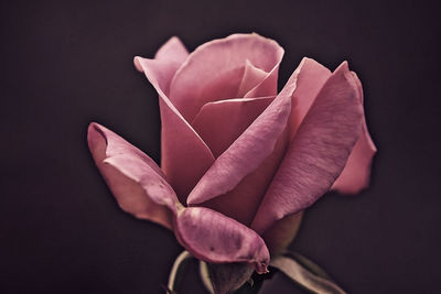 Close-up of rose against black background