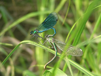 Close-up of caterpillar on leaf