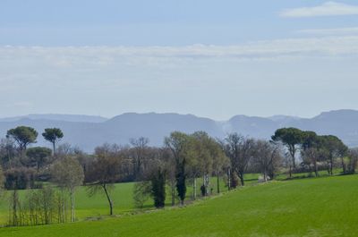 Trees on field against sky