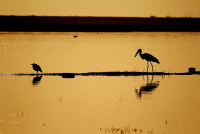 Birds in lake