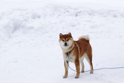 Dog standing on snow covered land