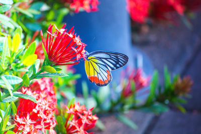 Close-up of butterfly on red flowers