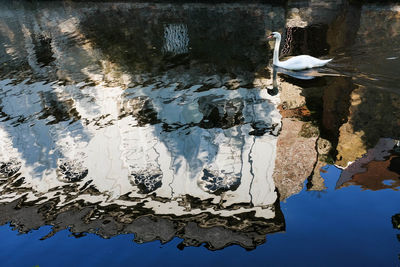 Close-up of bird perching on lake