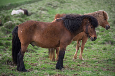 Icelandic horses grazing in the highlands, iceland