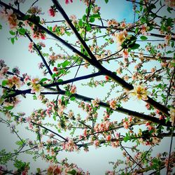 Low angle view of flowers growing on tree