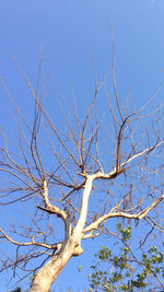 Low angle view of bare trees against clear blue sky