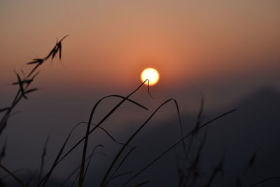 Silhouette of stalks against sunset