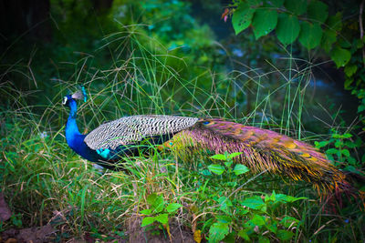 Peacock on a field