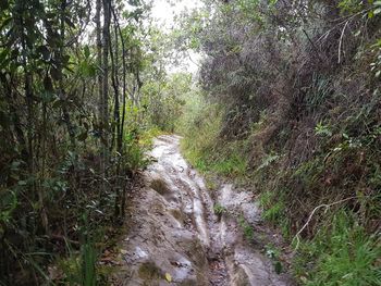 Scenic view of river amidst trees in forest