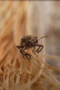 Close-up of insect