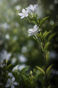 Close-up of white flowering plant