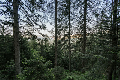 Trees in forest