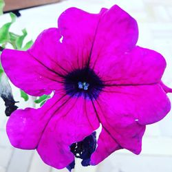 Close-up of pink flower blooming outdoors