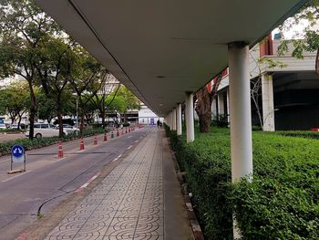Footpath amidst trees in city