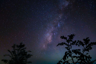 Low angle view of silhouette tree against star field at night