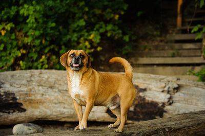 Portrait of dog standing against trees