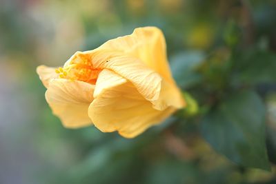 Close-up of yellow rose flower