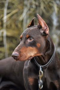 Close-up of a dog looking away