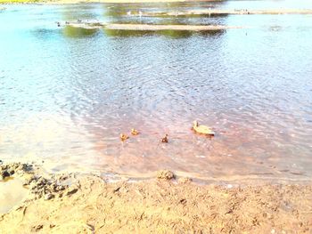 High angle view of ducks swimming in lake