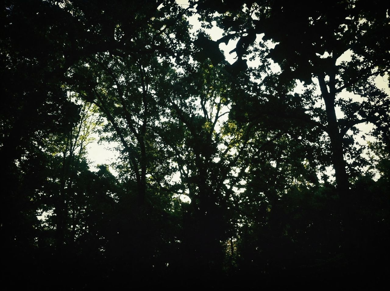 tree, low angle view, growth, branch, tranquility, silhouette, nature, beauty in nature, forest, tranquil scene, scenics, outdoors, no people, sky, sunlight, tree trunk, idyllic, day, backgrounds, leaf