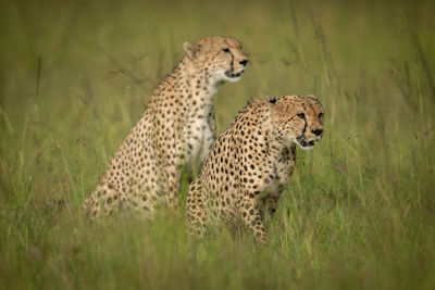 Two cheetahs sit in grass staring ahead