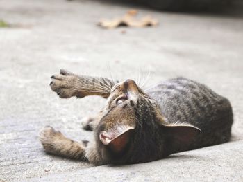 Close-up of a cat lying down