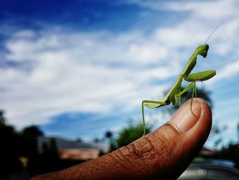 Close-up of hand holding insect